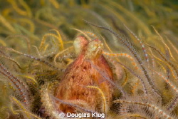 Multi-Legged Freaks! A pygmy octopus is surrounded by les... by Douglas Klug 